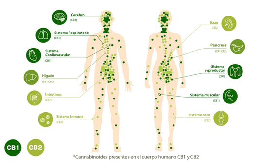 Sistema endocannabinoide. Qué es?